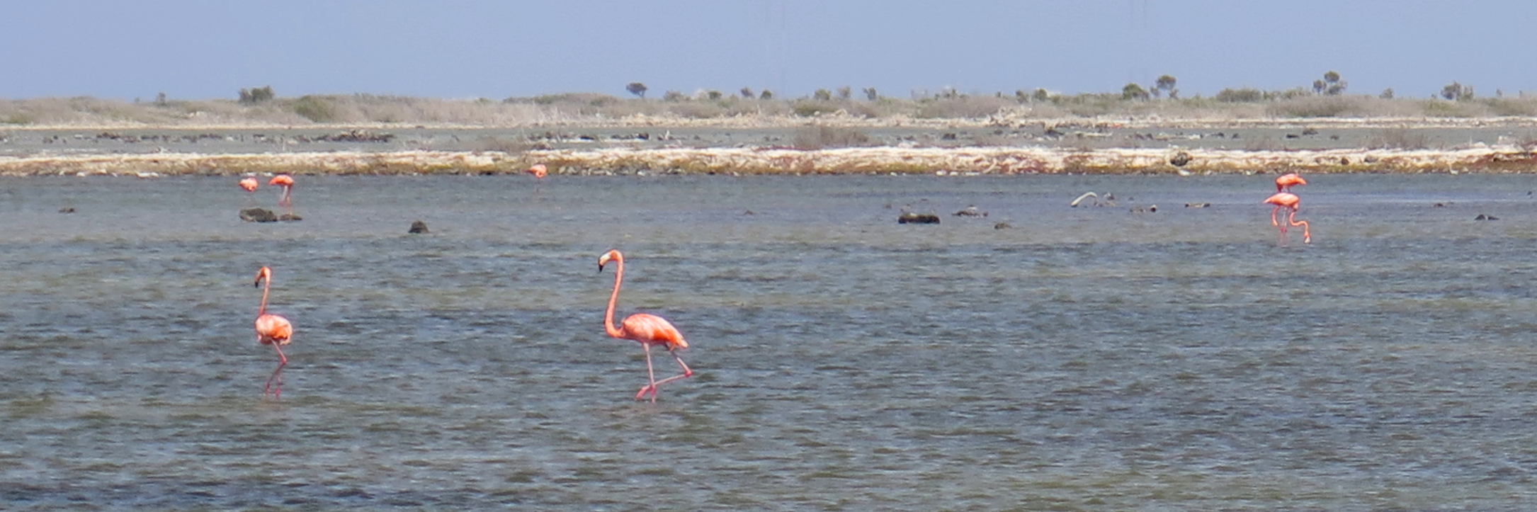 Flamingos