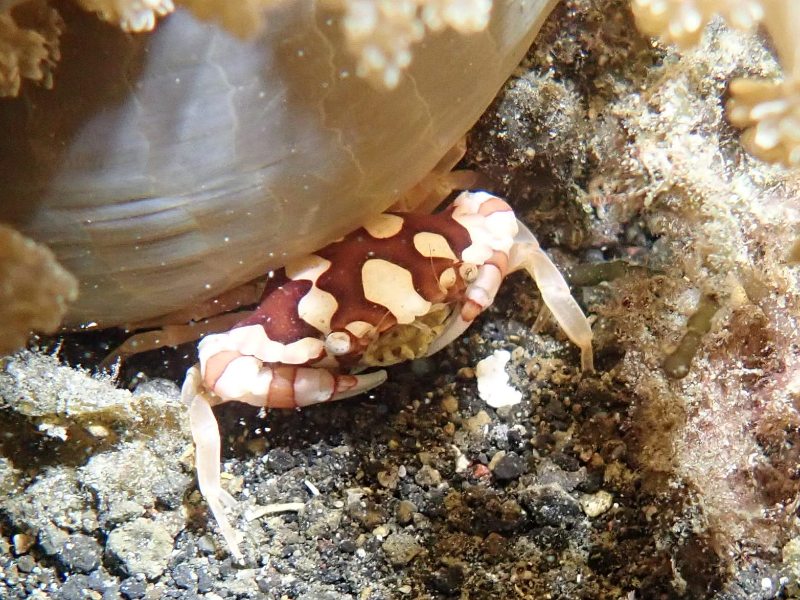 Harlequin Crab