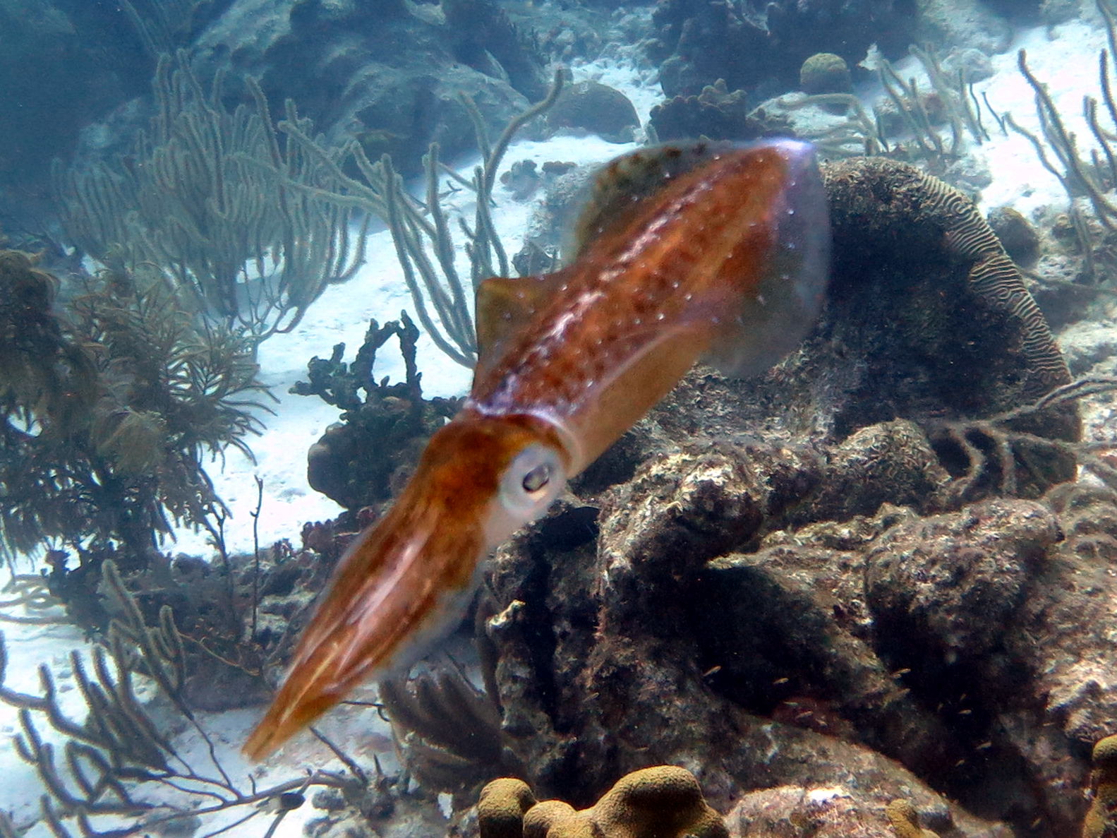 Caribbean Reef Squid