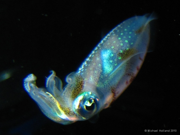 Bobtail squid