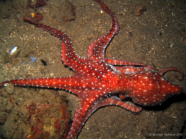 Starry Night Octopus