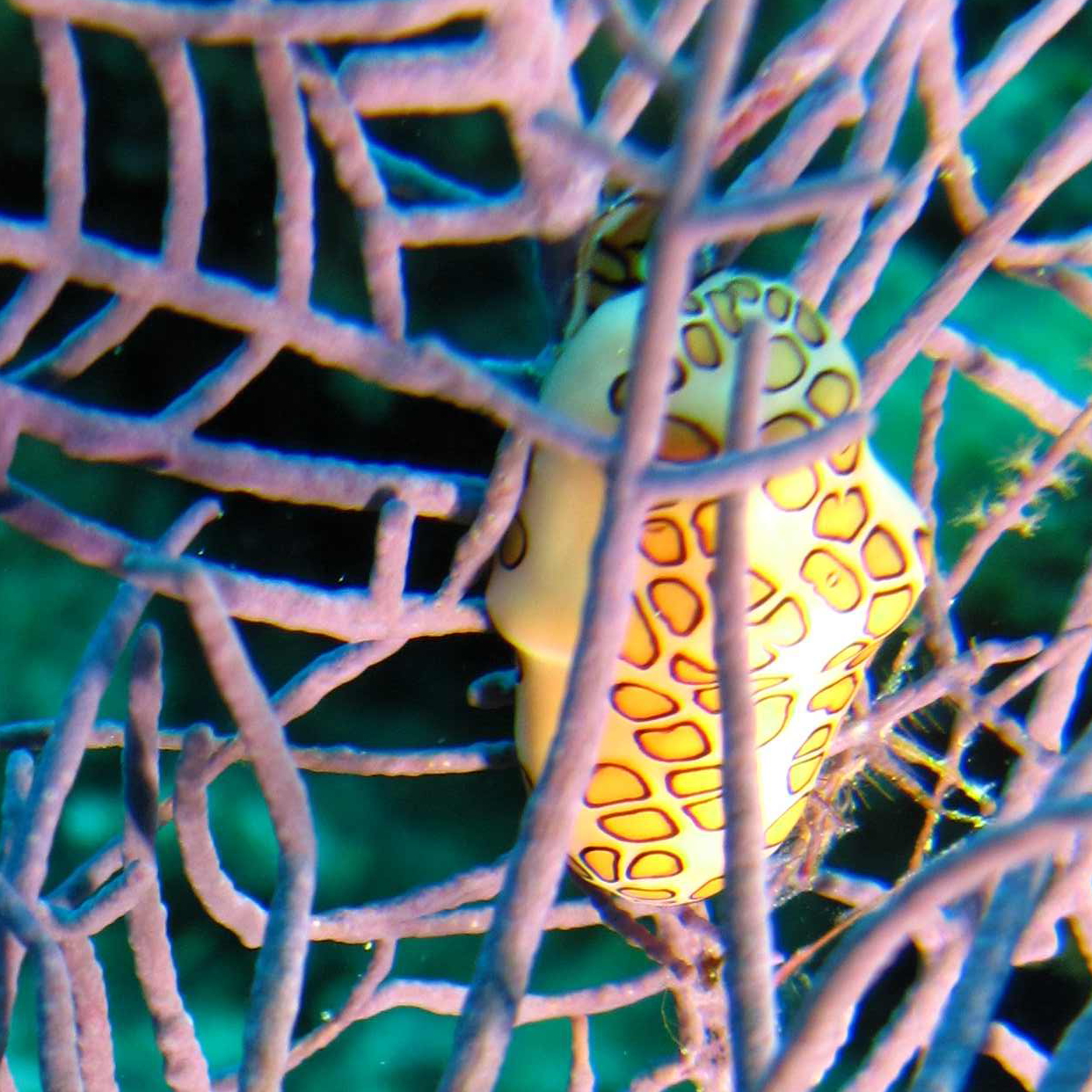 Flamingo Tongue