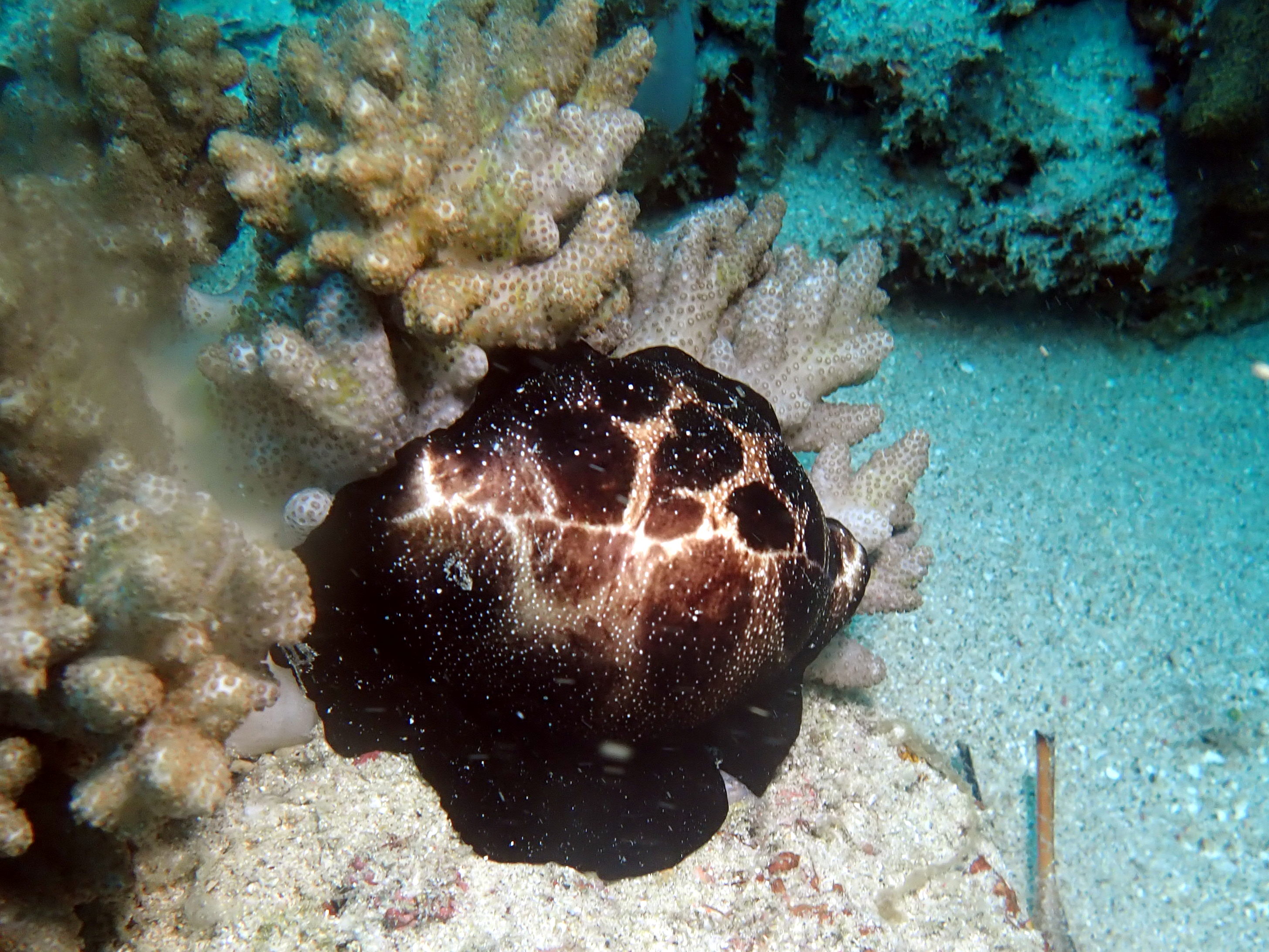 Egg Cowrie