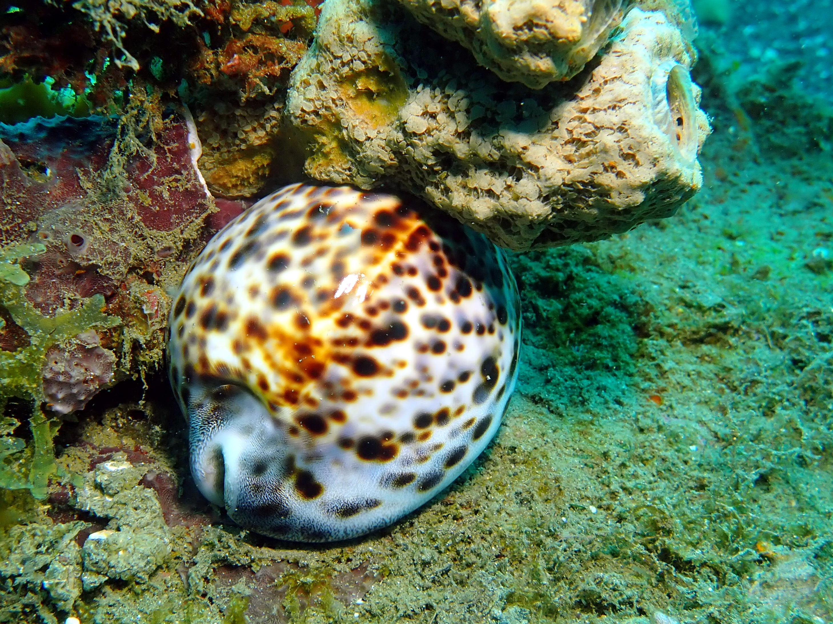 Tiger Cowrie