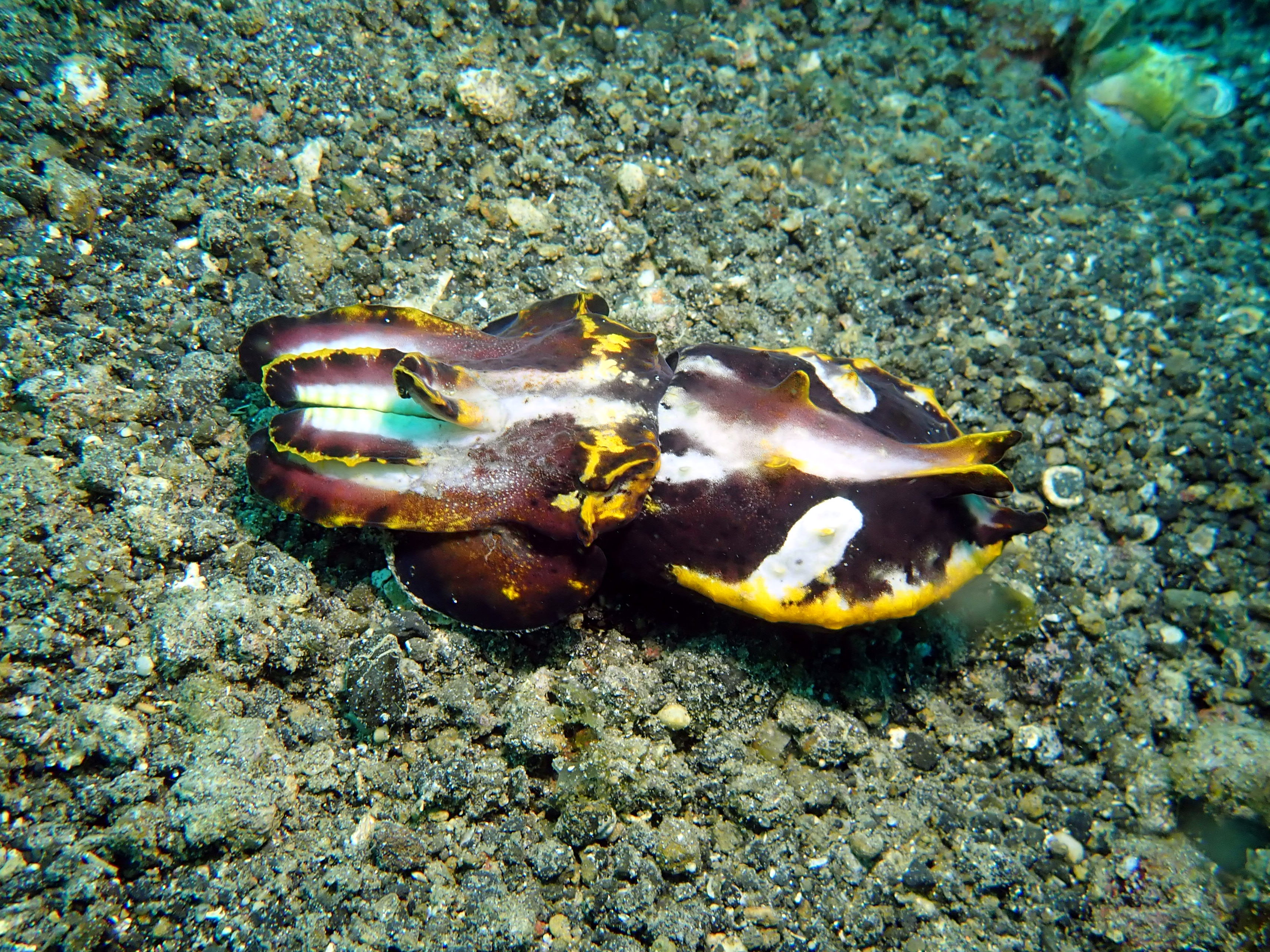 Flamboyant Cuttlefish