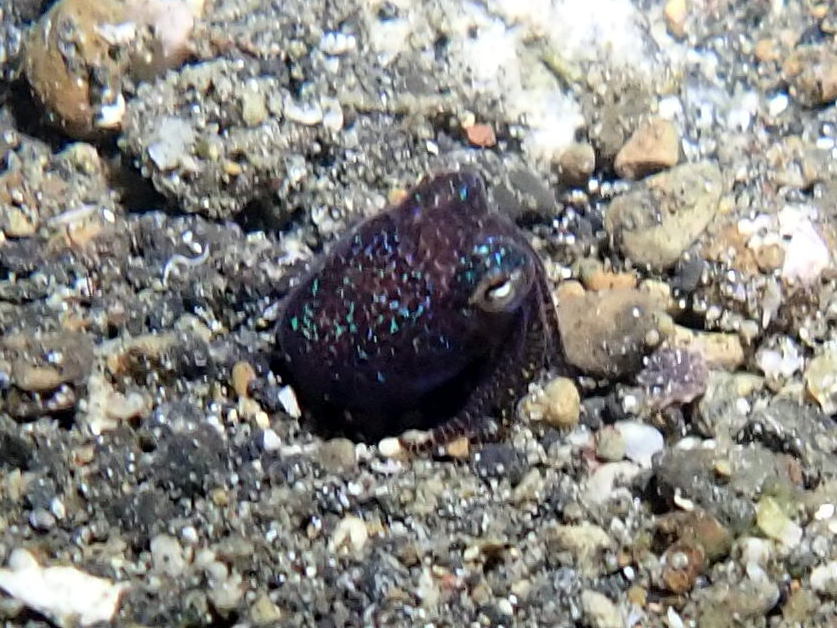 Bobtail Squid