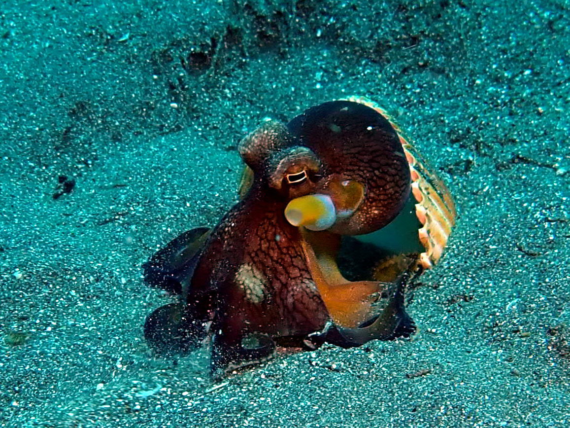 Coconut Octopus