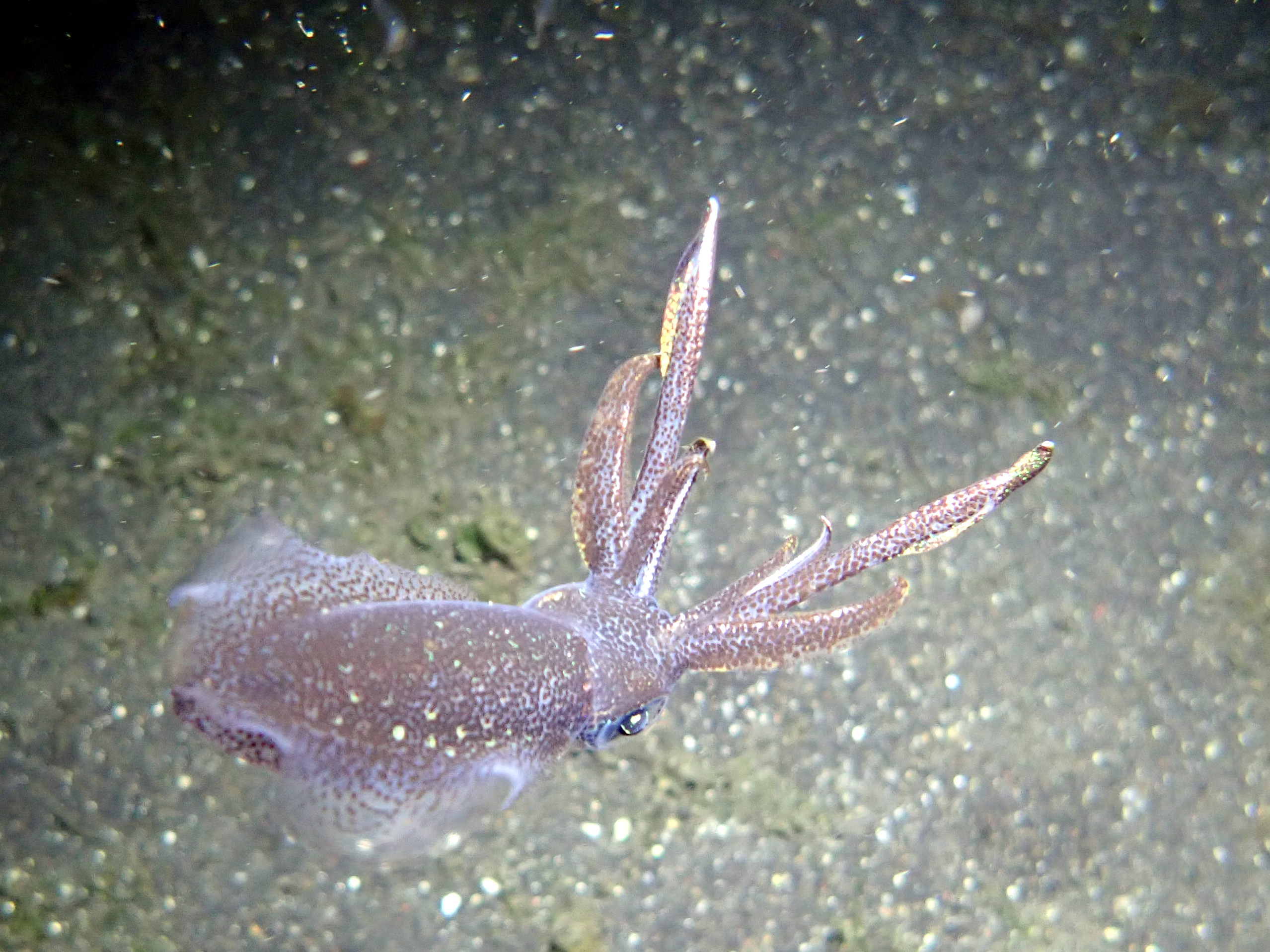 Bigfin Reef Squid