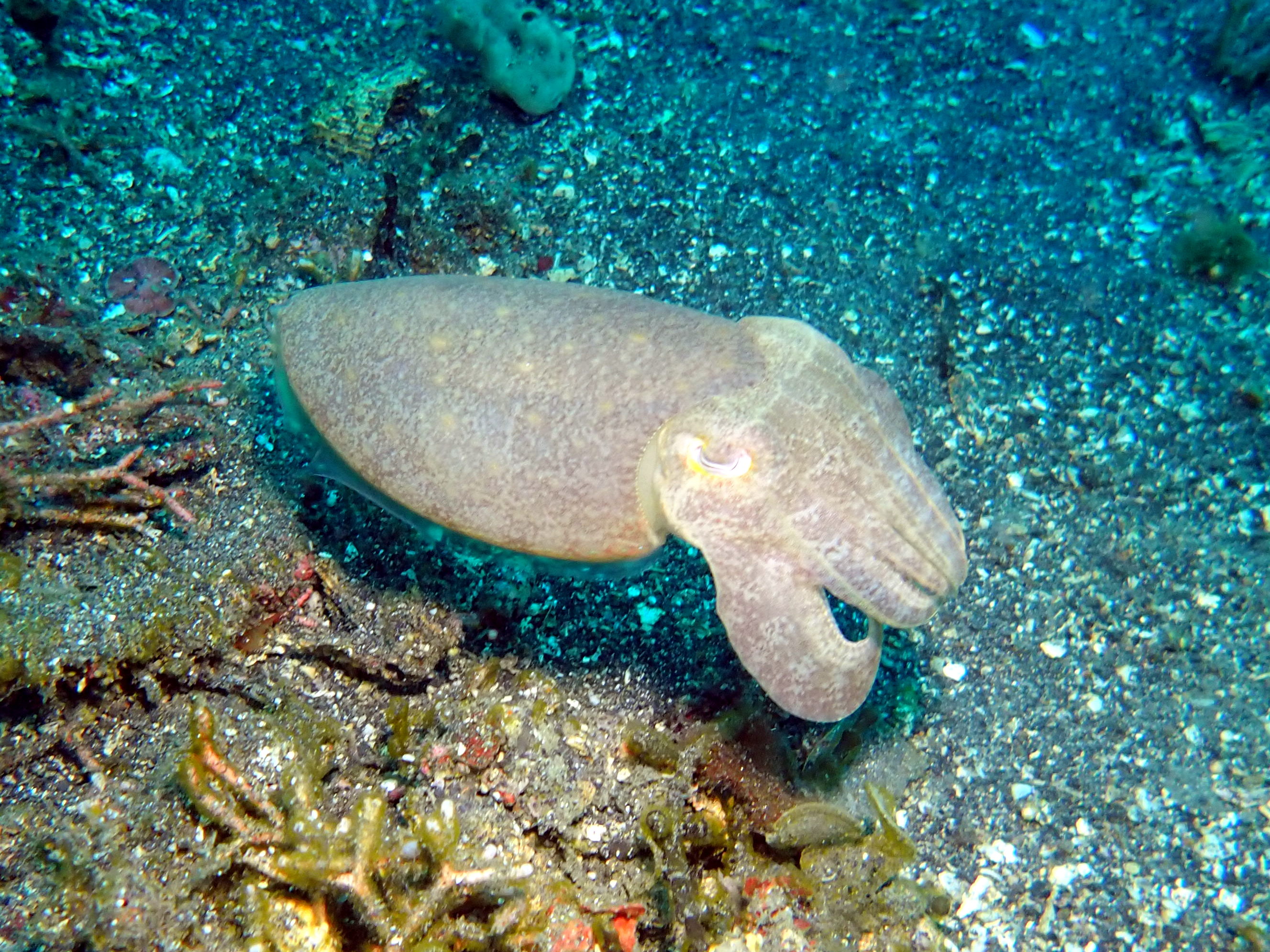 Broadclub Cuttlefish